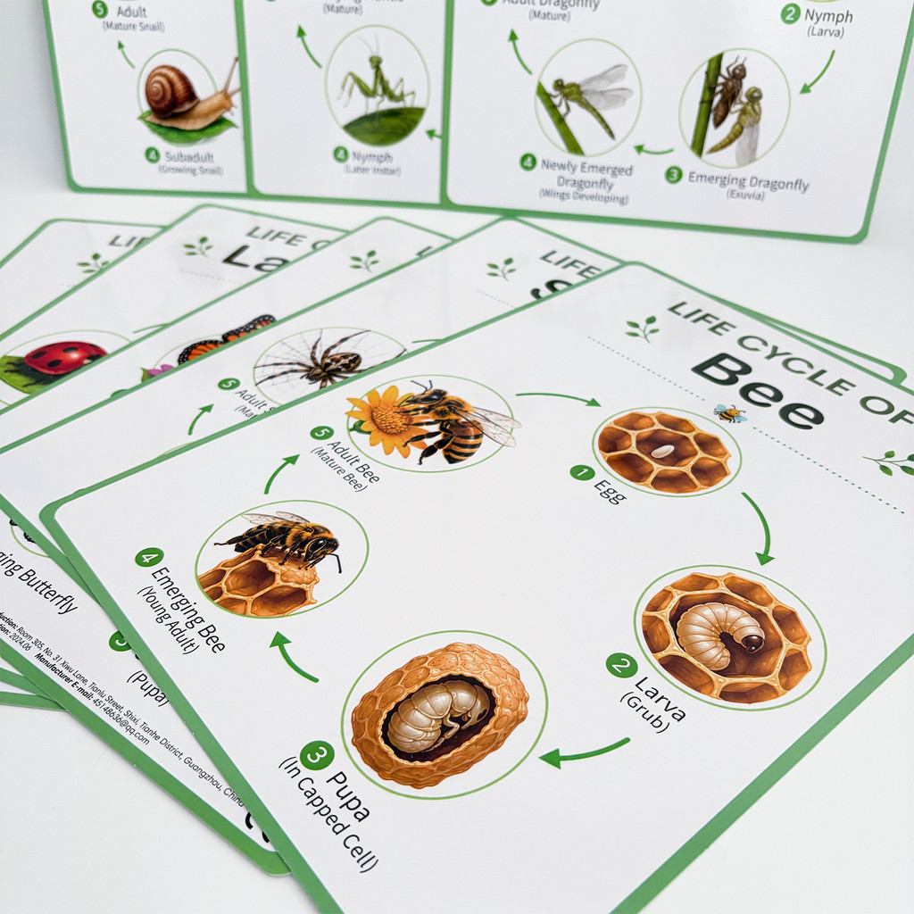 8Pcs Nature Life Cycle Educati - Kids Educational Poster review and price